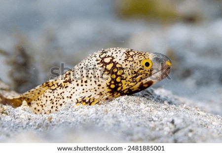 Moray Eel Close up face