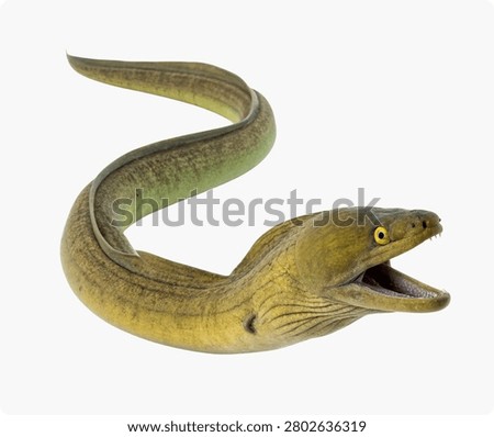 Moray Eel Collection – Full Body Swimming, Front Facing, Marine Wildlife Isolated on White Background