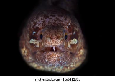 Moray Eel Coming Out His Hole Stock Photo 1166112805 