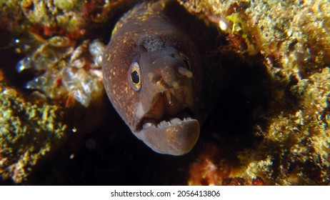 Moray Eel, Croatia, Lastovo Island