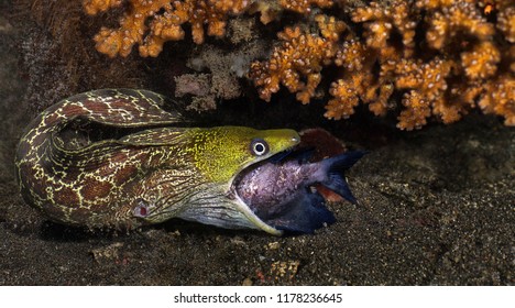 Foto Stok Moray Eel Eating Coral Fish Edit Sekarang 1178236645