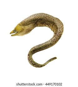 Moray eel fish isolated on white background