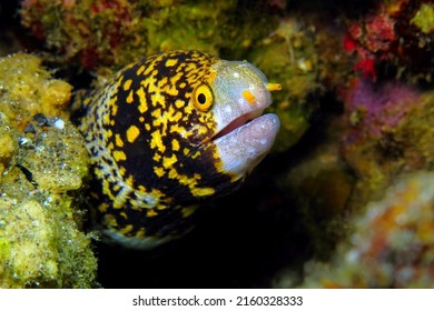 Moray eel hiding on the coral reef. Underwater photography, tropical animal and corals. Colorful ocean wildlife, travel picture. Ecosystem in the sea, aquatic wildlife.