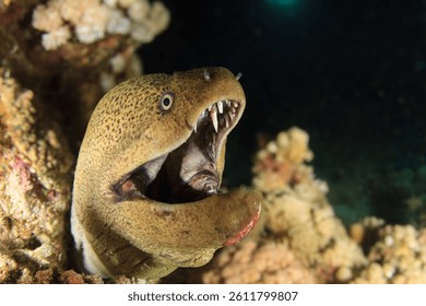 A moray eel intimidates with its large open mouth.
