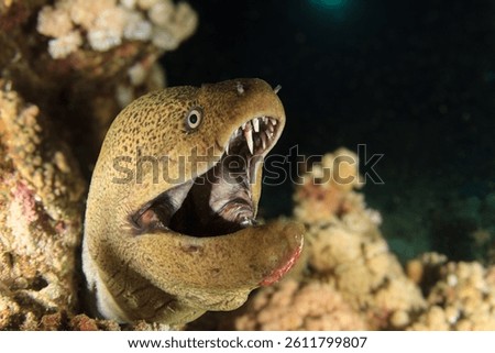 A moray eel intimidates with its large open mouth.