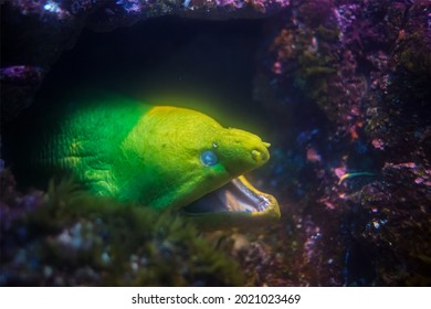 Moray Eel Muraenidae Fish Underwater In Sea With Corals In Background