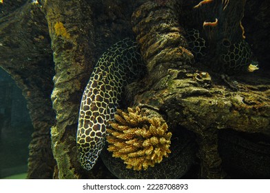 moray eel is a popular marine aquarium fish. Fish Patten