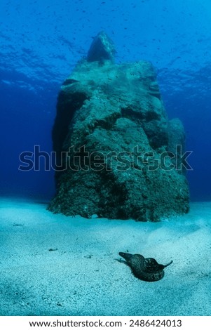 moray eel and rock that rises from the Mediterranean seabed of Scilla (Reggio Calabria - Italy)
