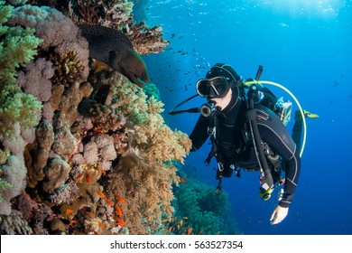 Moray Eel With Scuba Diver