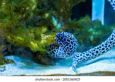 Moray Eel Or Sea Eel Inside The Glass Aquarium