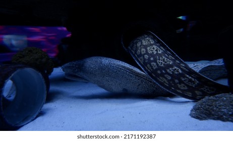 Moray Eel Underwater Portrait,underwater Moray Eel,moray Eel