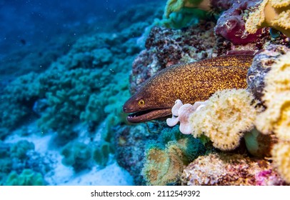 Moray Eel Underwater Scene. Undersea Moray Eel