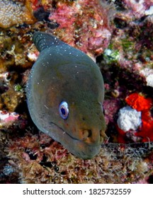 Moray Eel With Very Pretty Sneaky Face