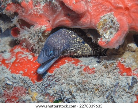 Moray Eel warding off preditors