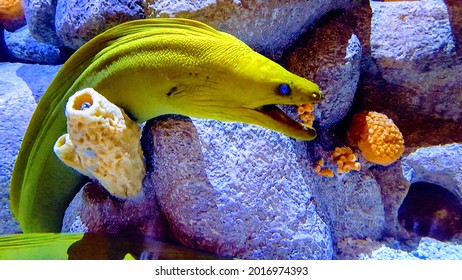 Moray Eel In The Water