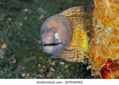 Moray eels, or Muraenidae are a family of eels off the coast of the island of Sulawesi