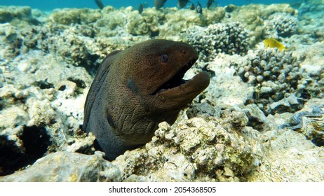 351 Eel bone Images, Stock Photos & Vectors | Shutterstock