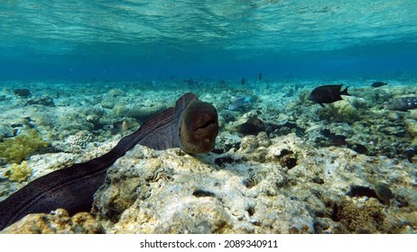 Moray eels, Pisces - type bone fish Osteichthyes, Moray eels (Muraenidae), Giant moray eels. - Shutterstock ID 2089340911