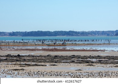 Morbihan Gulf, Oyster Farmer Who Collects His Oysters In Low Tide