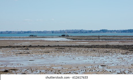 Morbihan Gulf, Oyster Farmer Who Collects His Oysters In Low Tide