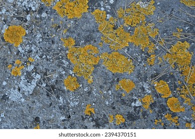 Morceau de pierre recouvert de lichen orange. Aiguilles de pin et lichen sur une pierre grise