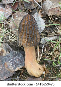 Morchella elata, an edible fungus  known as black morel, growing wild in Finland