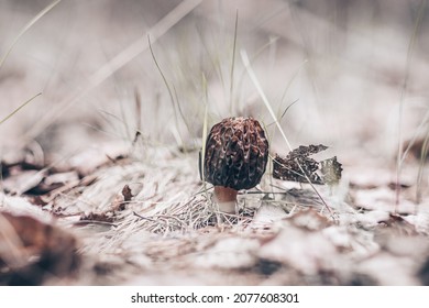 Morchella Elata In The Forest