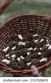 Morchella Elata Is Also Known As Black Morel