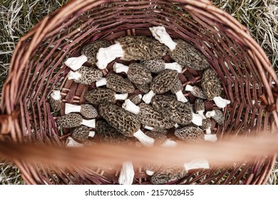 Morchella Elata Is Also Known As Black Morel