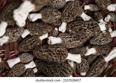 Morchella Elata Is Also Known As Black Morel