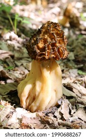 Morchella Esculenta, Common Morel, Morel, Yellow Morel,  	Morchellaceae.