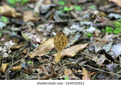 Morchella Esculenta, Is A Species Of Fungus In The Family Morchellaceae Of The Ascomycota. It Is One