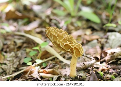 Morchella Esculenta, Is A Species Of Fungus In The Family Morchellaceae Of The Ascomycota. It Is One