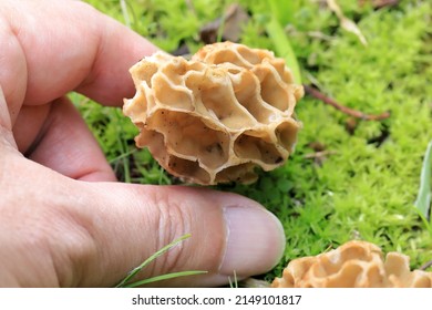 Morchella Esculenta, Is A Species Of Fungus In The Family Morchellaceae Of The Ascomycota. It Is One