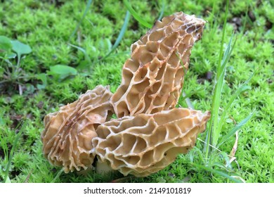 Morchella Esculenta, Is A Species Of Fungus In The Family Morchellaceae Of The Ascomycota. It Is One