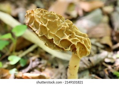 Morchella Esculenta, Is A Species Of Fungus In The Family Morchellaceae Of The Ascomycota. It Is One