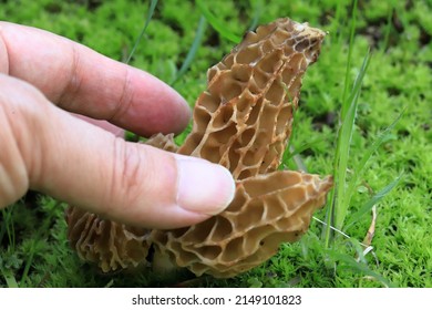 Morchella Esculenta, Is A Species Of Fungus In The Family Morchellaceae Of The Ascomycota. It Is One