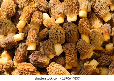 Morchella Esculenta, Is A Species Of Fungus In The Morchellaceae Family Of The Ascomycota.