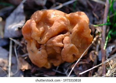 Morchella Esculenta, Is A Species Of Fungus In The Morchellaceae Family Of The Ascomycota. Perm Krai, Russia.