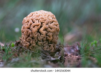 The Morchella Steppicola Is A Species Of Morchellaceae. Photo Was Taken In Ukraine