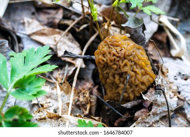 Morchella, The True Morels, Is Genus Of Edible Sac Fungi In Order Pezizales, Growing In Forest.