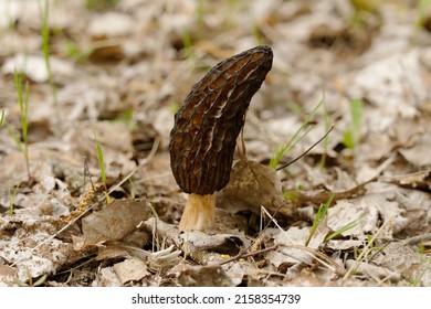 Morchella, The True Morels, Is A Genus Of Edible Sac Fungi Closely Related To Anatomically Simpler Cup Fungi In The Order Pezizales (division Ascomycota).