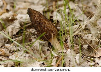 Morchella, The True Morels, Is A Genus Of Edible Sac Fungi Closely Related To Anatomically Simpler Cup Fungi In The Order Pezizales (division Ascomycota).