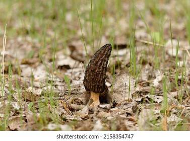 Morchella, The True Morels, Is A Genus Of Edible Sac Fungi Closely Related To Anatomically Simpler Cup Fungi In The Order Pezizales (division Ascomycota).