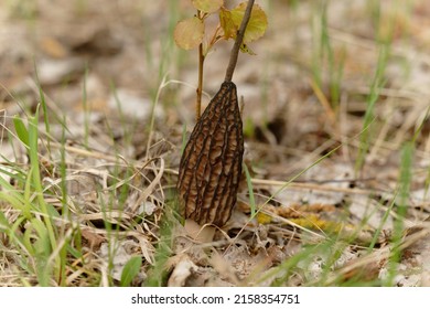 Morchella, The True Morels, Is A Genus Of Edible Sac Fungi Closely Related To Anatomically Simpler Cup Fungi In The Order Pezizales (division Ascomycota).