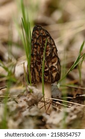 Morchella, The True Morels, Is A Genus Of Edible Sac Fungi Closely Related To Anatomically Simpler Cup Fungi In The Order Pezizales (division Ascomycota).