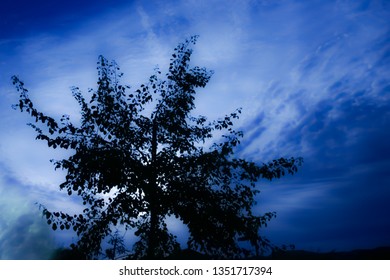 More artistic in nature this lone tree agains a whisky blue sky tends to lean toward a hopeful tone. The blues being on the lighter side of the spectrum help lift the somberness of the darker tree.