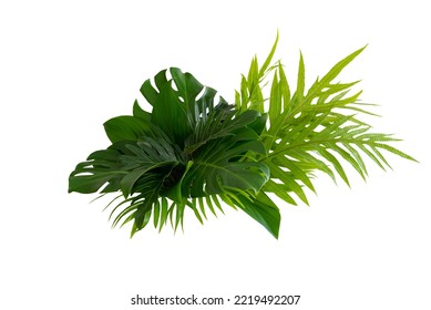 More beautiful exotic tropical leaves, isolated leaf background.clipping path - Shutterstock ID 2219492207