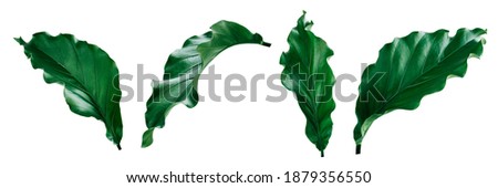 More beautiful exotic tropical leaves, isolated leaf background,clipping path inclu