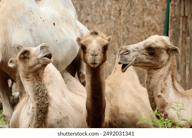 More camels in the picture! Camel. Resting in their environment, in a zoo. In Hungary. Grimacing. Close up. You can see their heads. - Powered by Shutterstock